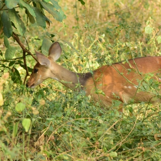 tourhub | Widerange African Safaris | Tanzania combo packages ( Tanzania safari & Zanzibar tours) 3 days safari & 4 days Zanzibar beach holiday tours 