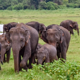 tourhub | Ceylon Travel Dream | 2 Day Udwalawa Safari Tour 