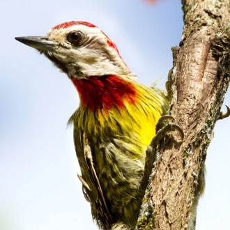 tourhub | Cuban Adventures | Birdwatching Western Cuba 