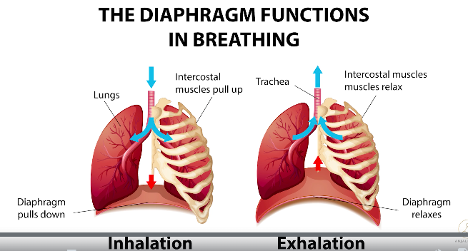 Diaphragm Functions