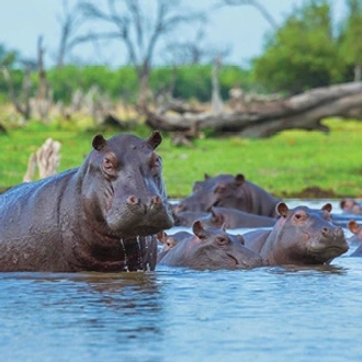 tourhub | Globus | Independent South African Sojourn with Victoria Falls & Chobe National Park 