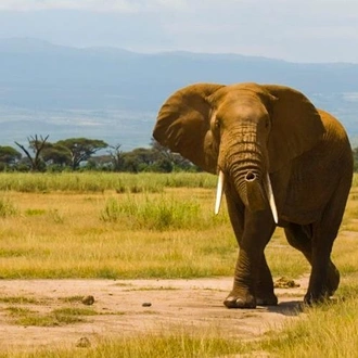 tourhub | Bamba Travel | Amboseli Safari 3D/2N 