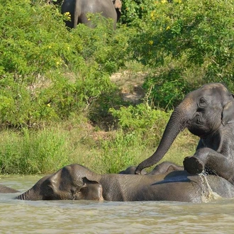 tourhub | Explore! | Borneo Wildlife Highlights 