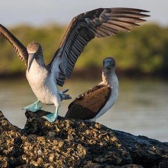 tourhub | G Adventures | Galápagos — South & East Islands aboard the Eden 