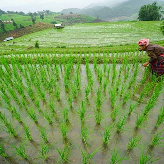 tourhub | Intrepid Travel | Thailand Hilltribe Trek 