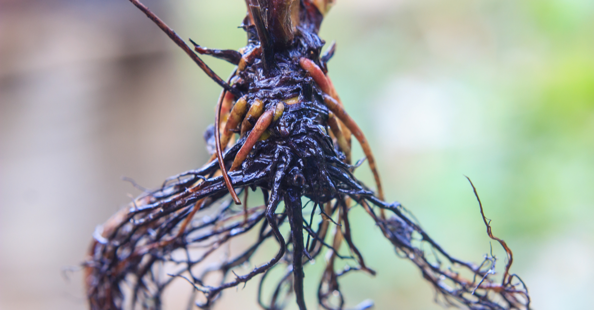 How To Fix Root Rot In Cannabis Plants