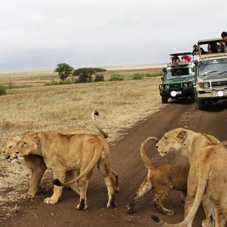 tourhub | Gracepatt Ecotours Kenya | Private 9 Day Safari: Kenya & Tanzania 