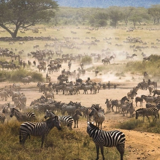 tourhub | Widerange African Safaris | 5 Days Tanzania Serengeti migration Mara River crossing Safari 