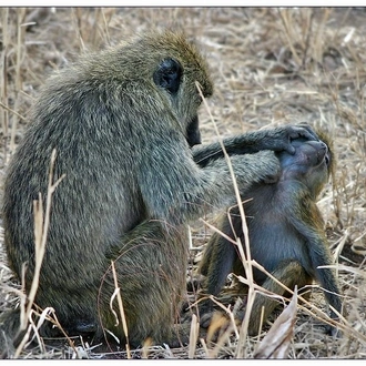 tourhub | Alaitol Safari | The Great Migration Safari 