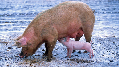 Représentation de la formation :   Biosécurité dans les élevages de porcs et sangliers_ADPSA-CA12-FODSA