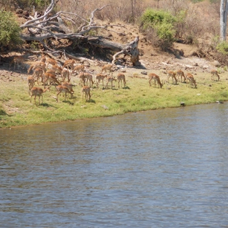 tourhub | Livingstone Lourie Safari | Chobe 2 nights 