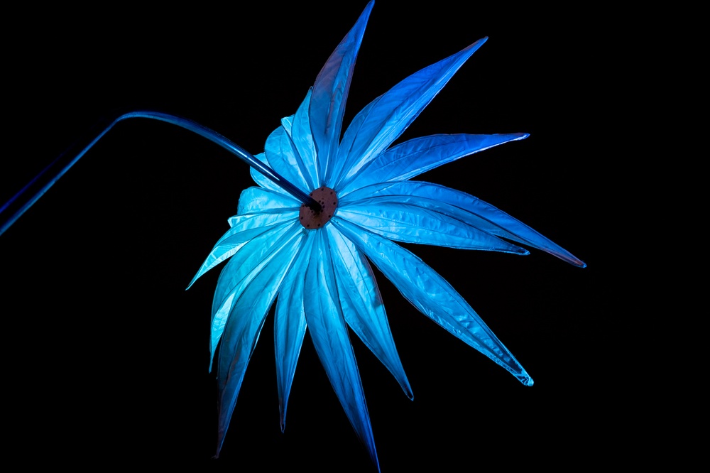 Upplyst blå blomma som syns underifrån mot en svart himmel