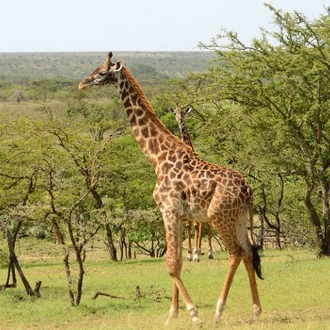 Kenya Grand Safari - Stay at Treetops with Four-Night Mombasa Beach Extension