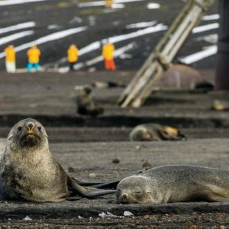 tourhub | Intrepid Travel | South Georgia and Antarctic Peninsula: Penguin Safari  