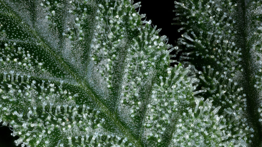 Using Sugar Leaves to Diagnose Cannabis Plant Problems