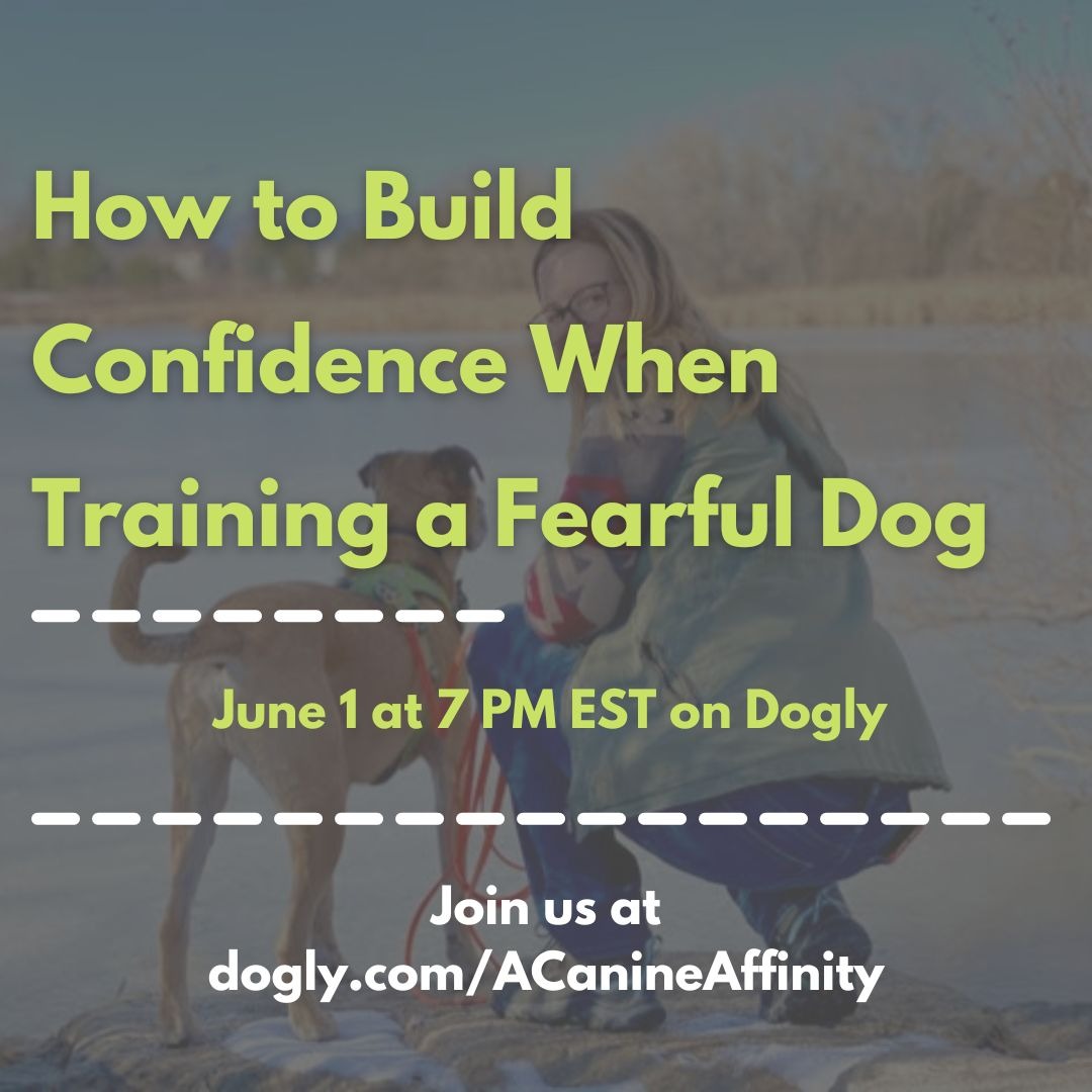 how do i help my fearful dog confidence