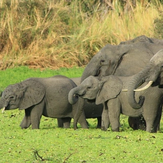 tourhub | Alaitol Safari | Great Migration Grumeti River 