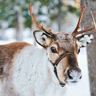 tourhub | Explore! | Finnish Lapland Winter Adventure 