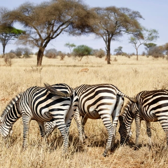 tourhub | Razan Safaris | The best 2 Days Small group Tanzania sharing (Budget) safari 
