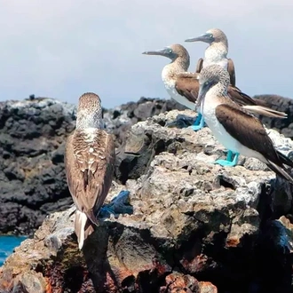 tourhub | Ecuador Galapagos Travels | 7 Days Enchanting Galapagos 