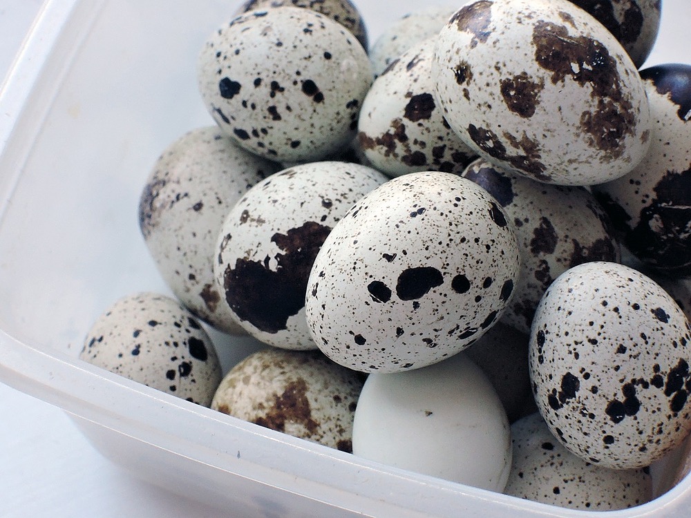 Quail eggs