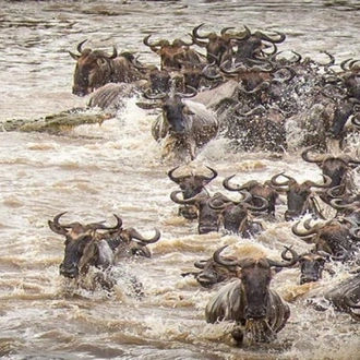 tourhub | Alaitol Safari | The Great Migration Safari 