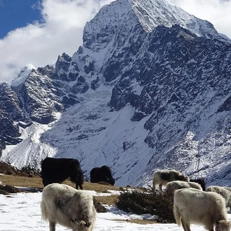 tourhub | Himalayan Adventure Treks & Tours |  Everest View Short Trek -7 Days 