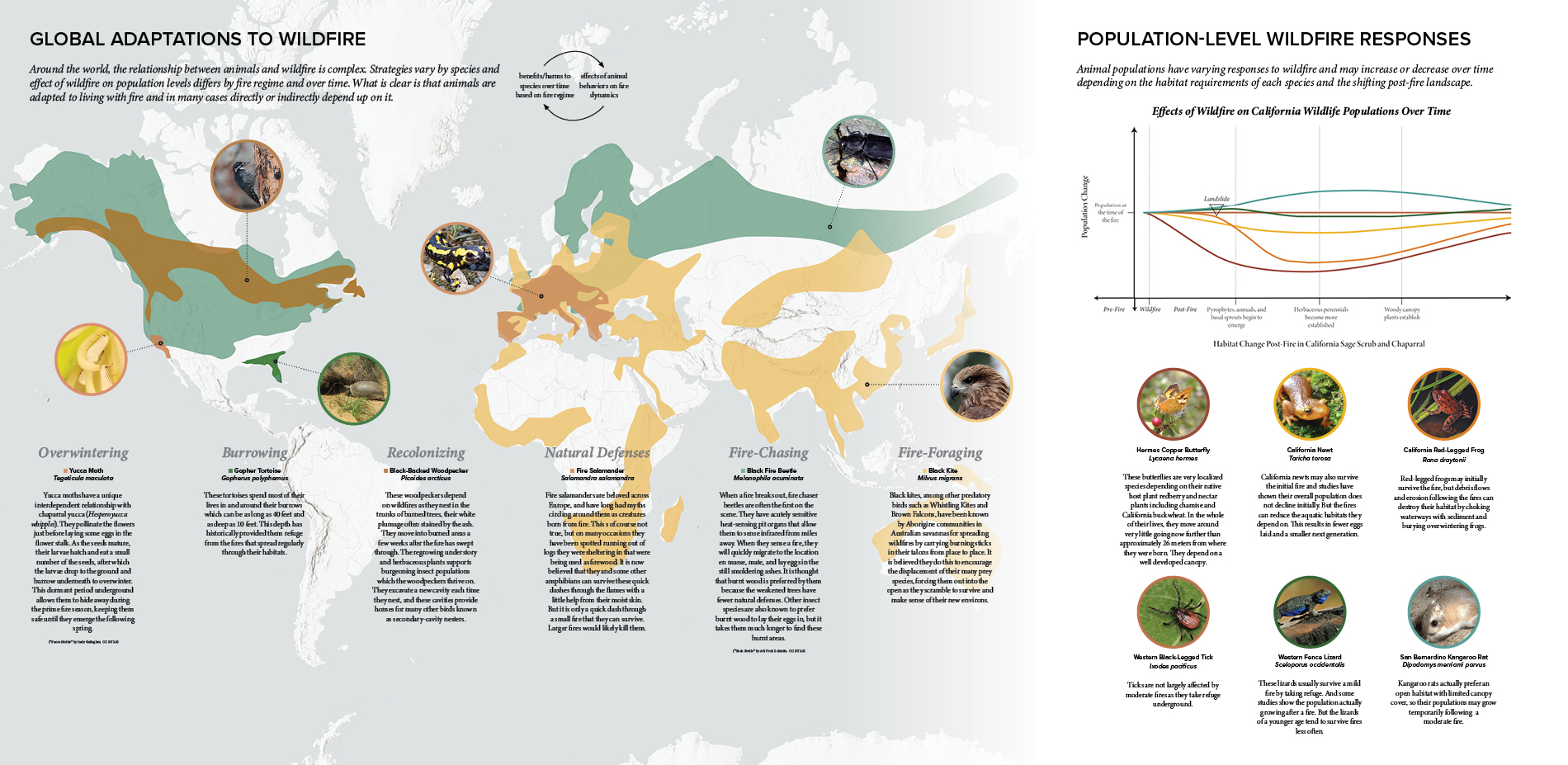 Global Animal Adaptations to Wildfire