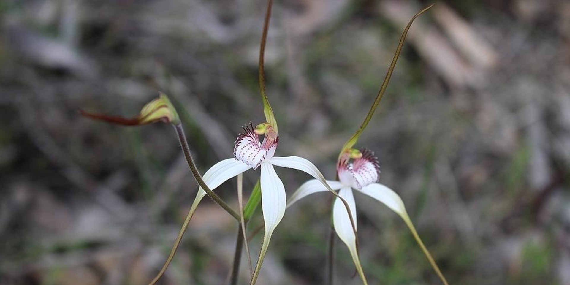 Digital Display of Orchid Photography & Herbarium