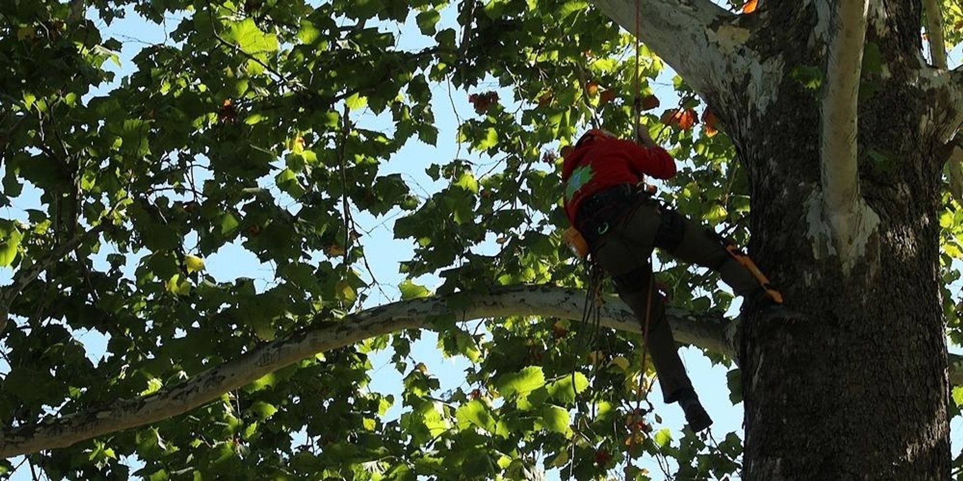 2022 Indiana Arborist Association Tree Climbing Championship