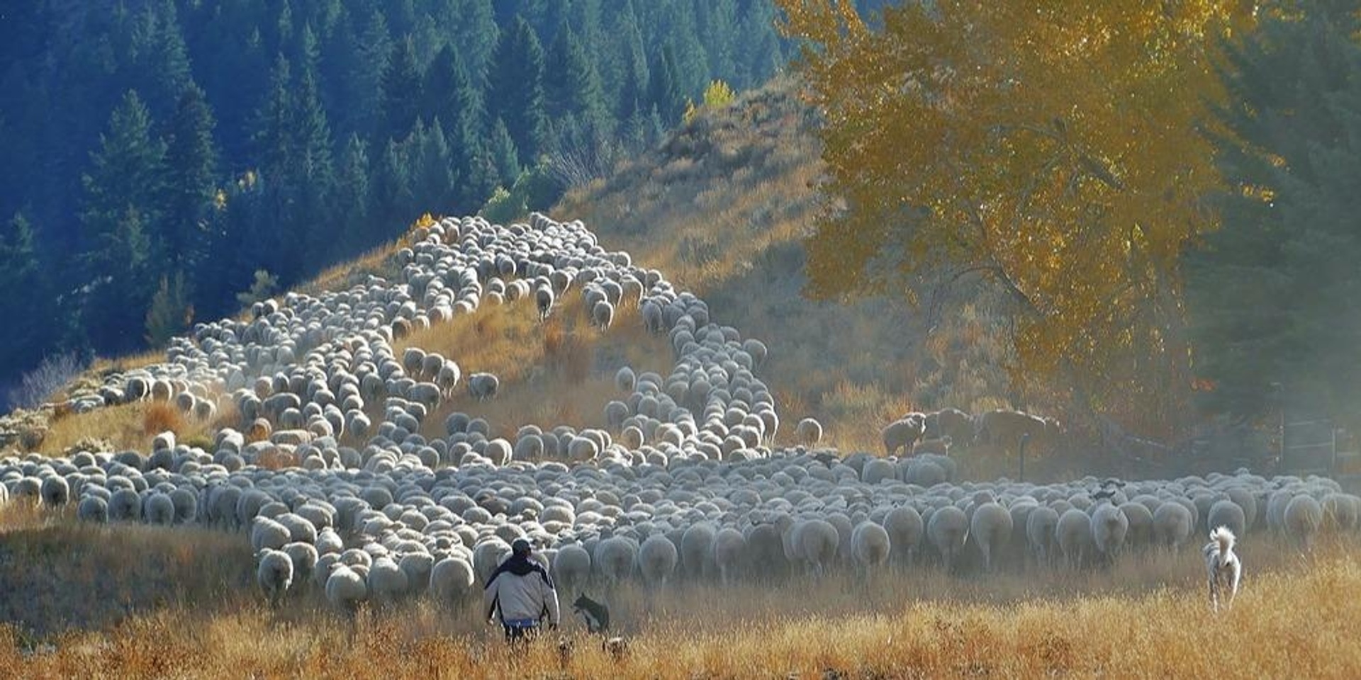 Sheep Tales Gathering: Voices From The Land – Three Unique Stories of Women in Ranching
