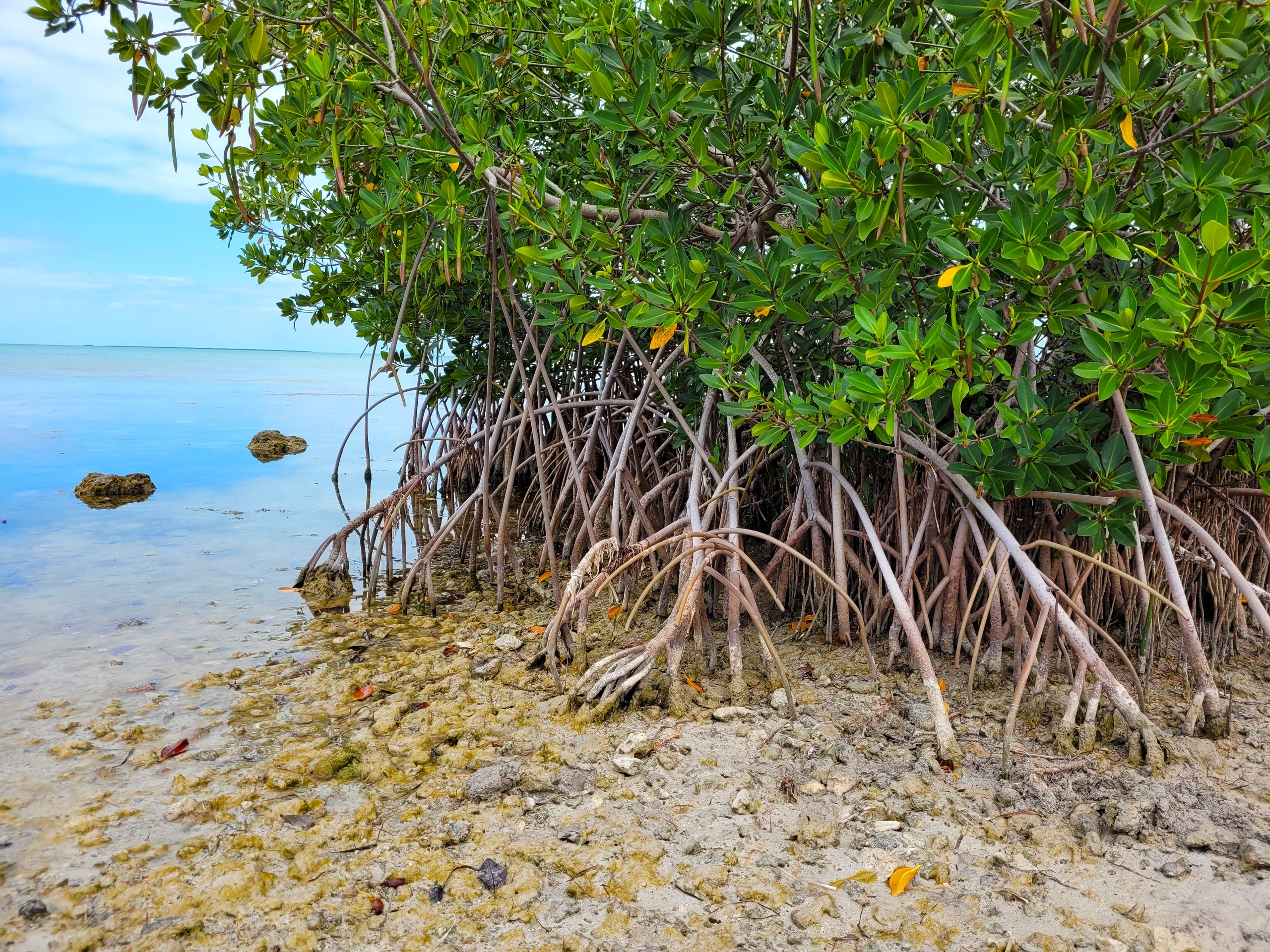 History & Ecology Tour of the Upper Keys