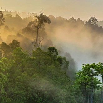 tourhub | Newmarket Holidays | Borneo's Orangutans and Rainforest Adventure 