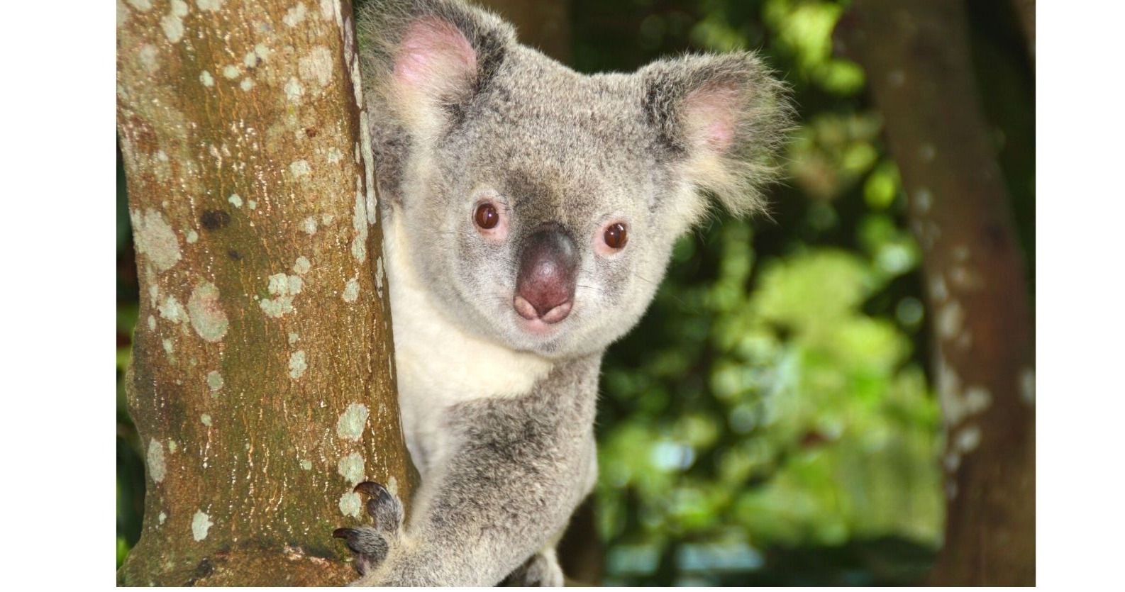 Animals From Australia: Let's Learn About Kangaroos, Koalas, and Wombats! |  Small Online Class for Ages 5-9