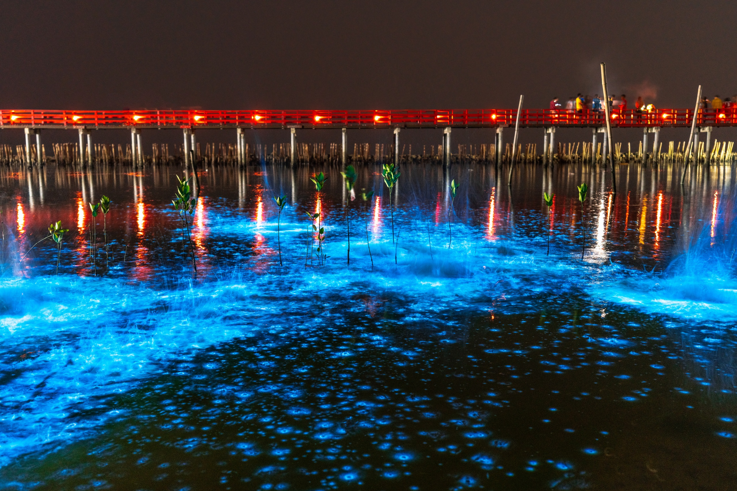 Sunset and Bioluminescence Tours  •  Cocoa Beach - Up to 6 Passengers