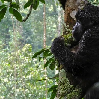 tourhub | G Adventures | Kenya & Uganda Gorilla Overland: Forests & Wildlife Spotting 