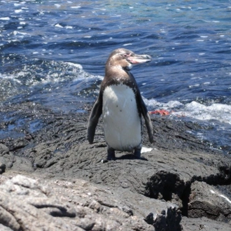 tourhub | Ecuador Galapagos Travels | 7 Days Galapagos Island Magic 