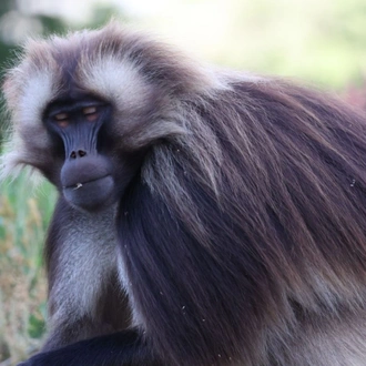 tourhub | Armaye Ethiopia Tours | Ethiopian Unique Wildlife  Safari 