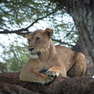 tourhub | Akondo Adventures | The Perfect Tanzania Luxury Safari 