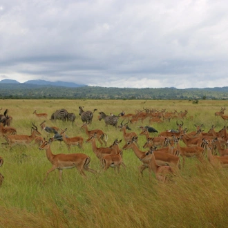 tourhub | Serengeti Access Safaris | 3 Days Mikumi national Park 