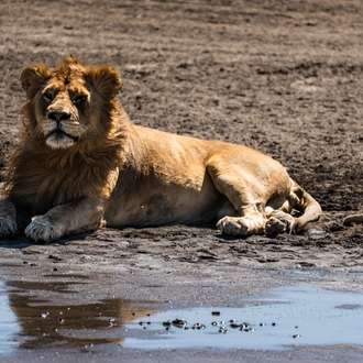 tourhub | Beach and Safari Holidays | Into the Heart of Africa: Big Five Jeep Safari in Tanzania 