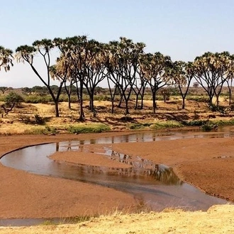 tourhub | Gracepatt Ecotours Kenya | 4 Days Best of Samburu & Lake Nakuru Wildlife Safari on 4x4 Jeep 