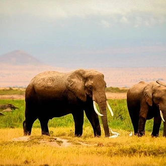 tourhub | Bencia Africa Adventure & Safaris Ltd | 3 DAYS AMBOSELI SAFARI FROM NAIROBI 