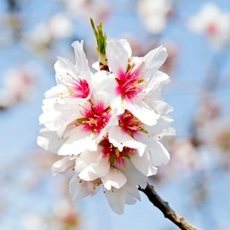 tourhub | Travel Editions | Almond Blossom and the Gardens of the Douro Valley Tour 