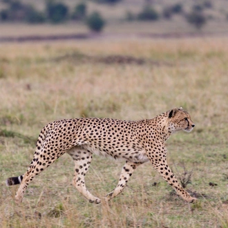 tourhub | Exodus Safaris | 6-Day Kenya Luxury Safari Package: Amboseli, Flight to Masai Mara, Lake Nakuru 