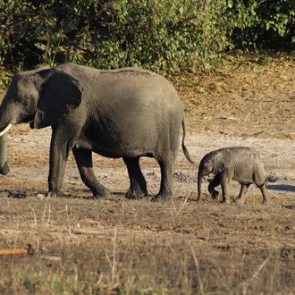 tourhub | Intrepid Travel | Chobe National Park Short Break 