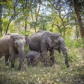 tourhub | Agora Voyages | Heritage and Wildlife Trail: Discovering Mysore, Bandipur, and Somanathpur 