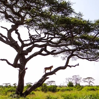 tourhub | Bamba Travel | Serengeti & Ngorongoro Safari 4D/3N 