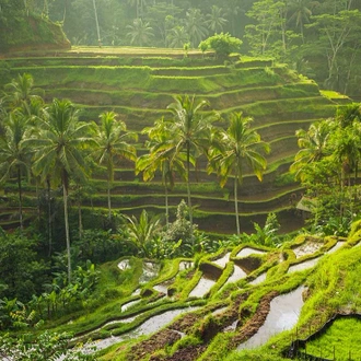 tourhub | Intrepid Travel | Beautiful Bali 