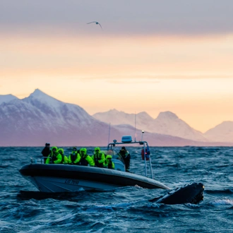 tourhub | Nordic Unique Travels | 2-Day Whale Watching Trip to Tromsø 